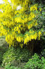 laburnum anagroides 15