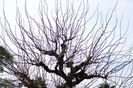 morus alba spirata  50