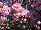 Prunus x blireana 35