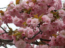 prunus-serrulata-kanzan red 35