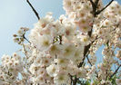 prunus-subhirtella-dahlem- 50