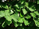 quercus pontica 50