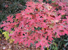 Quercus rubra. 15