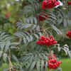 sorbus aucuparia laciniata 50
