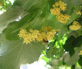tilia argentea 50