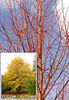 tilia cordata winter orange  50