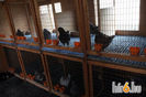galambtenyeszto_2013_ignacz_bence_045