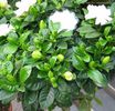 Gardenia jasminoides