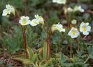 Pinguicula alpina carnivora