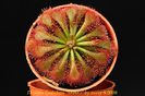 Drosera_spatulata carnivora