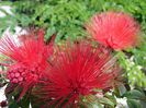 Calliandra similis