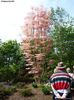 Toona sinensis