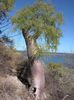 Moringa drouhardii
