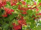 Quisqualis indica