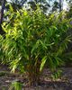 Thysanolaena Maxima bambus