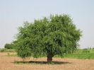 Salvadora persica
