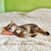 kitty
