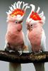 papagali-cacadu-specii