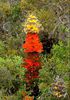 hakea-victoria