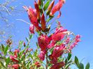 Eremophila maculata