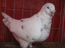 Vandut