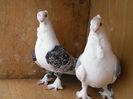 PERECHEA NR 4 S