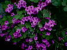 Oxalis