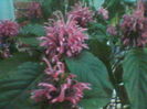 iacobina