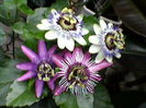 trei soiuri de passiflora
