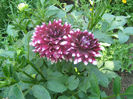 Dalia