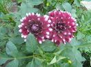 Dalia