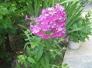 Flox