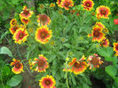 Fluturasi;Gaillardia