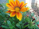 Gazania