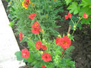 Geum Chiloense