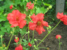 Geum coccineum