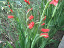 Gladiole