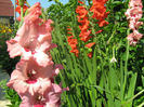Gladiole
