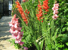 Gladiole