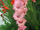 Gladiole