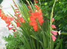 Gladiole