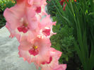 Gladiole