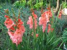 Gladiole