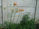 Hemerocallis Fulva