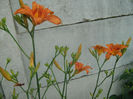 Hemerocallis Fulva