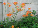 Hemerocallis Fulva