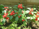 Impatiens