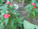 Impatiens