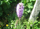 Liatris