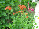 Lychnis Chalcedonica